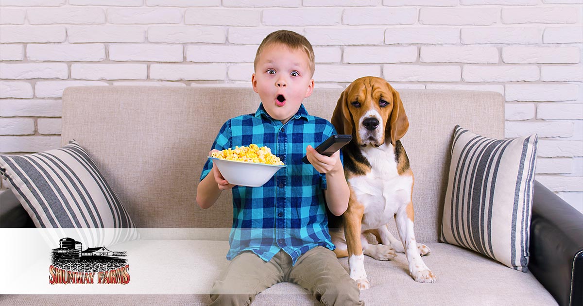 Can Dogs Eat Popcorn? Asked & Answered Shumway Farms