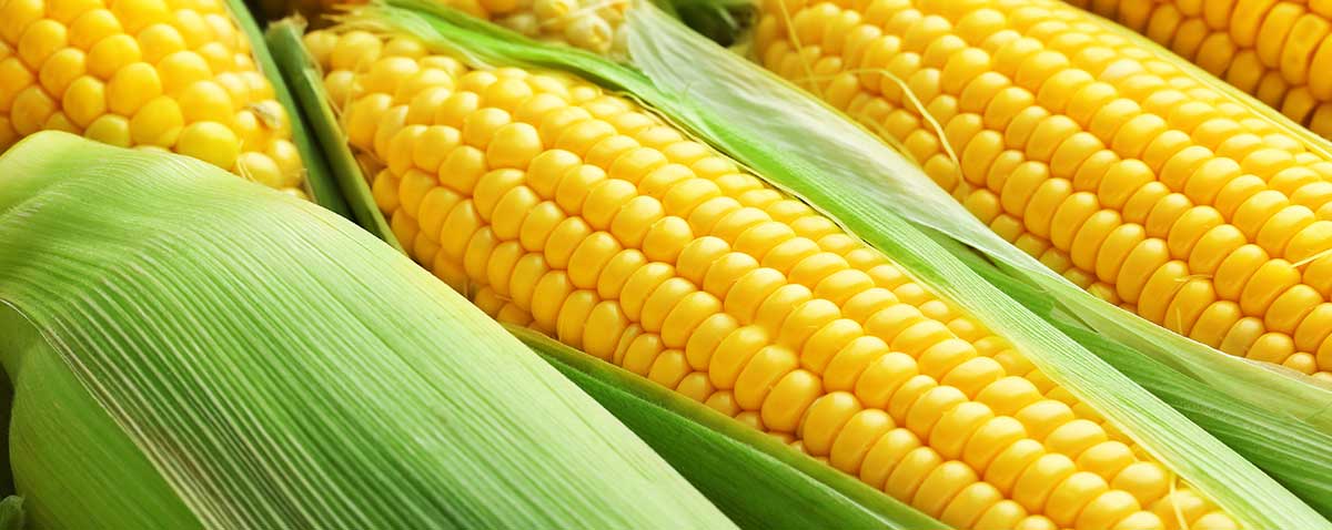 Fresh Corn Cobs