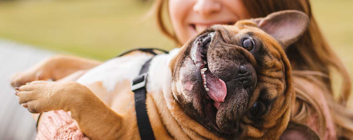 Little Dog With Owner Spend A Day At The Park Playing And Having Fun