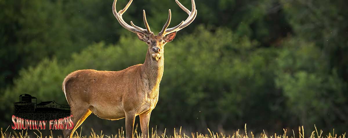 Sunlit Red Deer