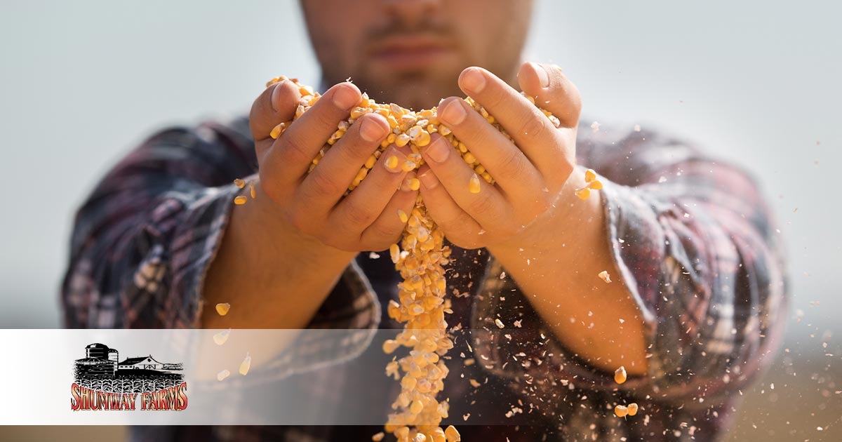 Where Do Popcorn Kernels Come From