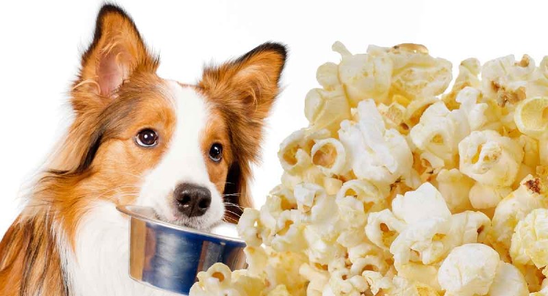 Dogs eat popcorn hotsell